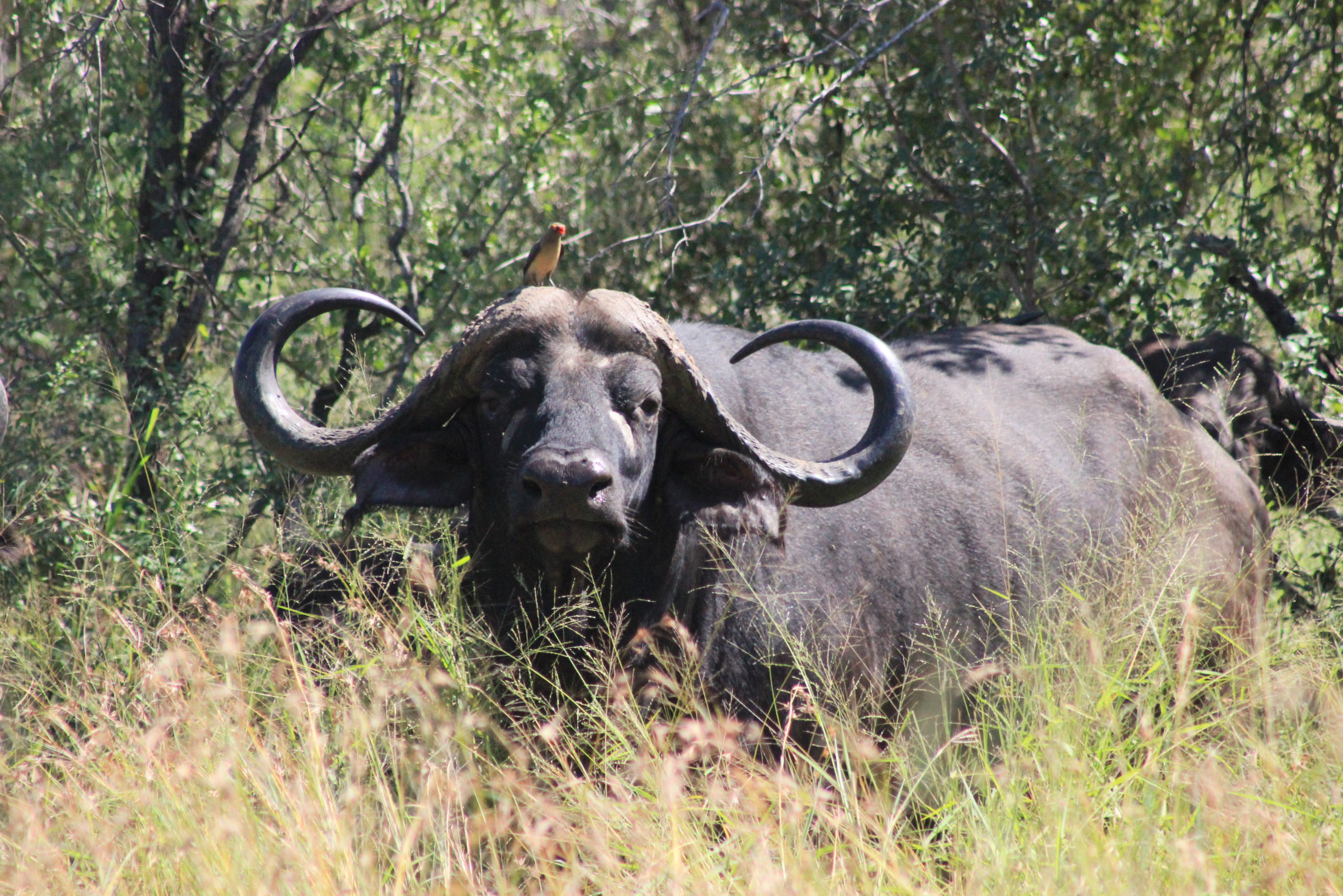 Kruger National Park Animals