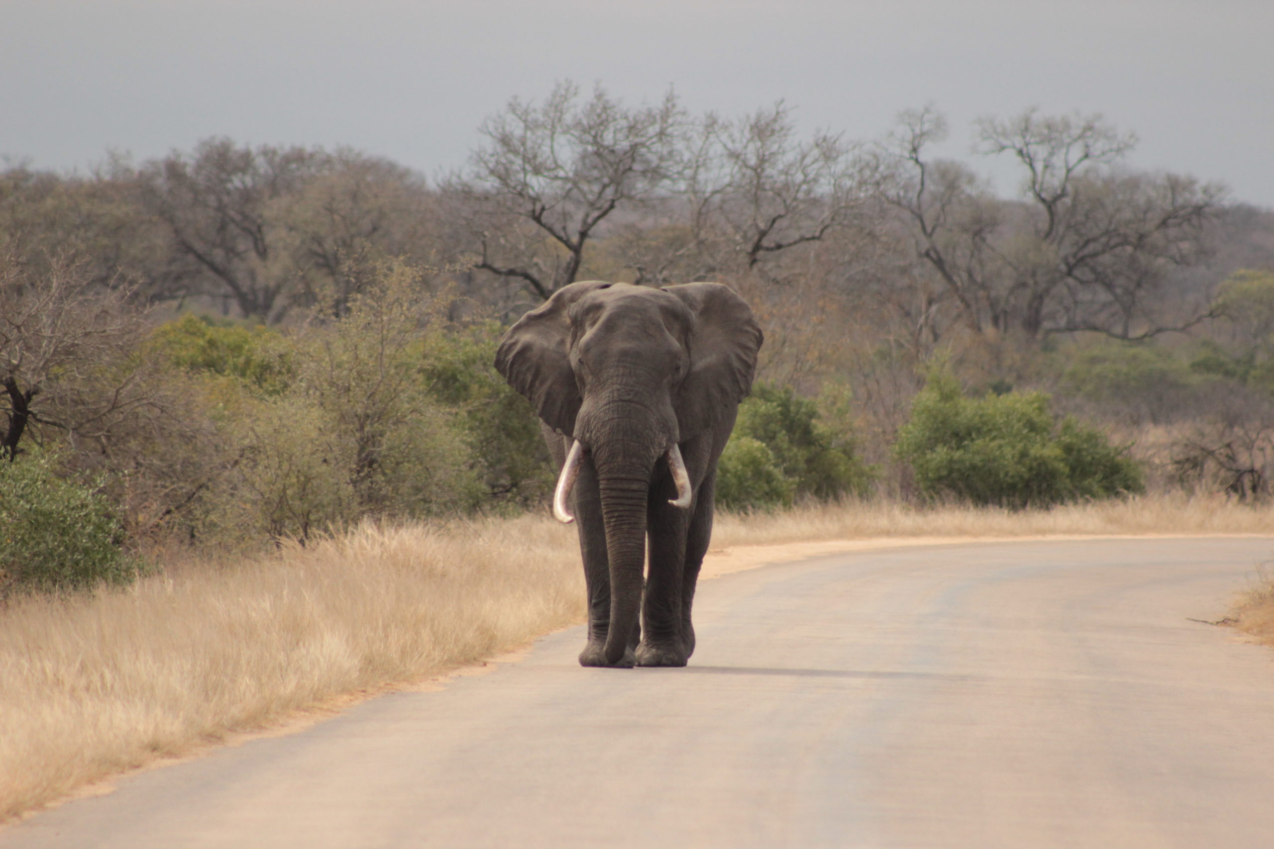 2 Day Safari in Kruger Park Safaria