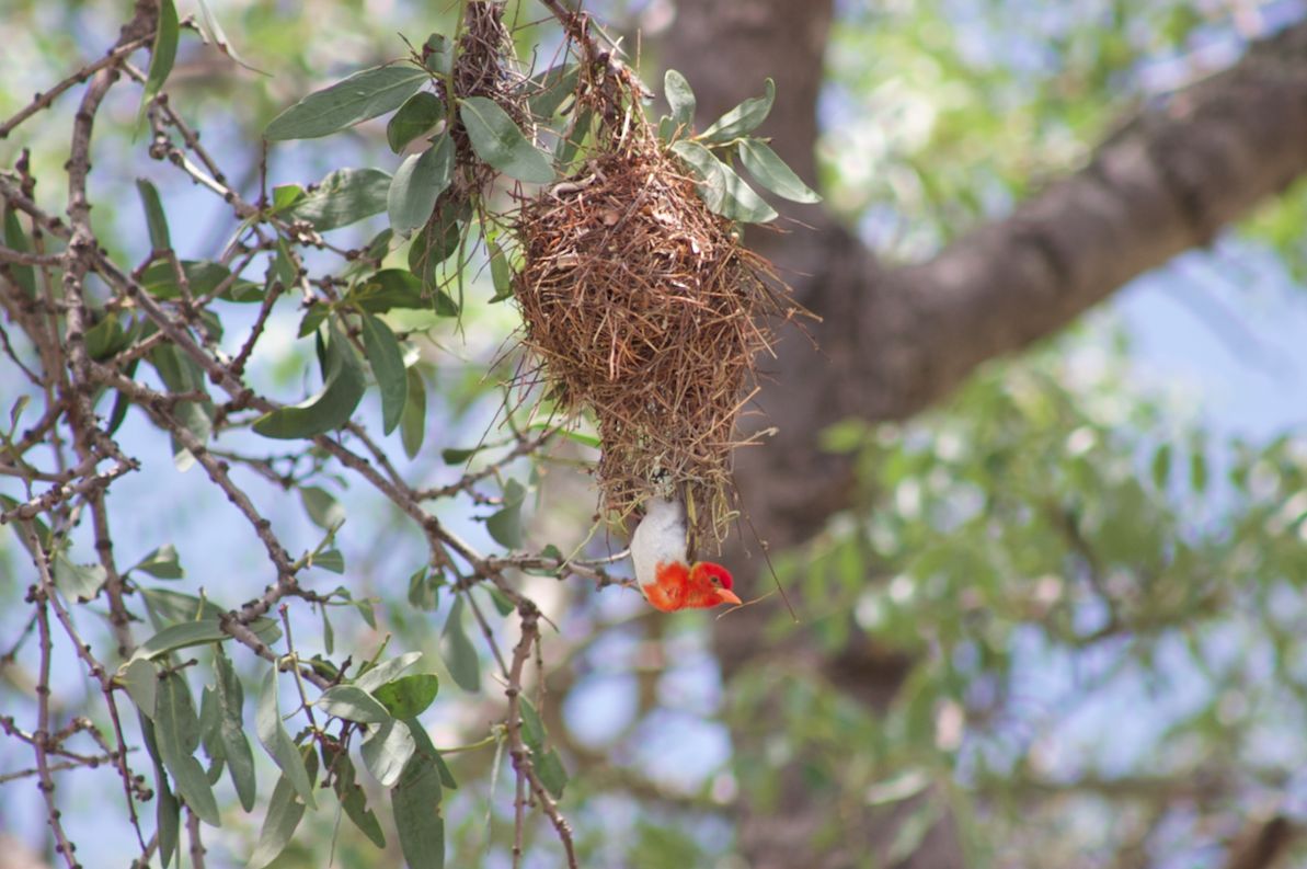 3 Day Kruger National Park Birding Safari