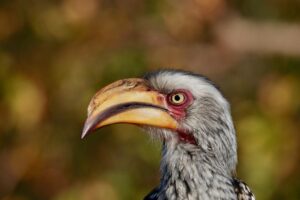 Read more about the article Top 50 Birds to see in Kruger