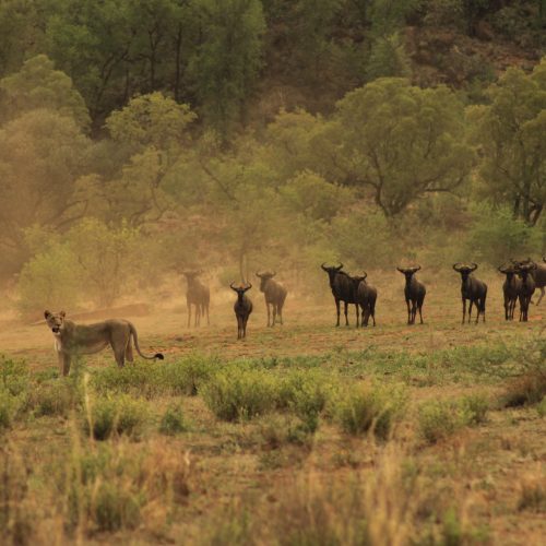 Lion hunting Kruger Park